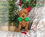 Small Photo #1 Goldendoodle-Poodle (Miniature) Mix Puppy For Sale in LEOLA, PA, USA