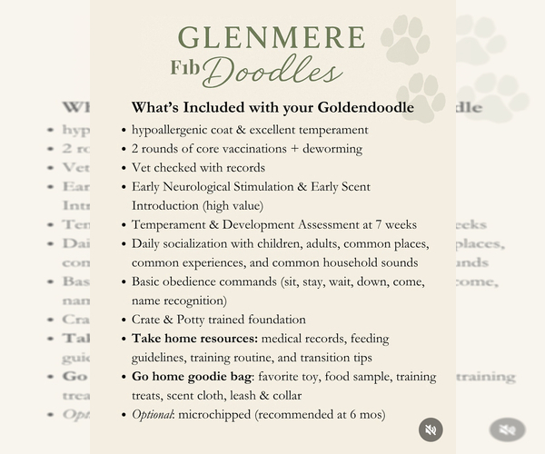 Medium Photo #9 Goldendoodle Puppy For Sale in GREELEY, CO, USA