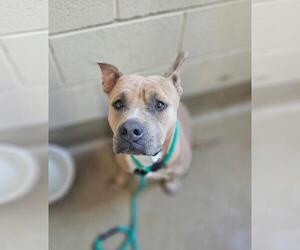 Wilber - Male Mutt Dog for Adoption - Photo #3