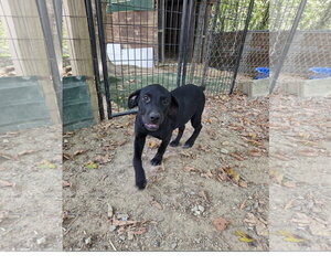 Sunny - Female Staffordshire Bull Terrier-Unknown Mix Dog for Adoption - Photo #2