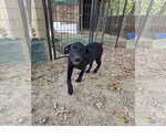 Small Photo #2 Staffordshire Bull Terrier-Unknown Mix Puppy For Sale in Tracy City, TN, USA