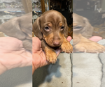 Puppy Puppy 3 Dachshund