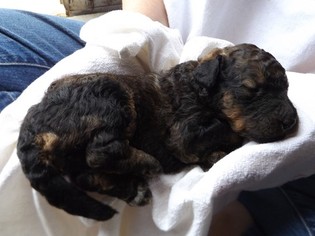 Bernedoodle Puppy for sale in CARLISLE, KY, USA
