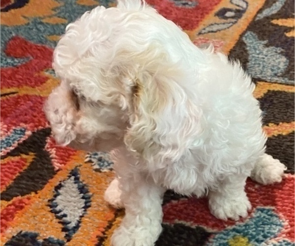 Medium Photo #10 Maltipoo Puppy For Sale in JASPER, GA, USA