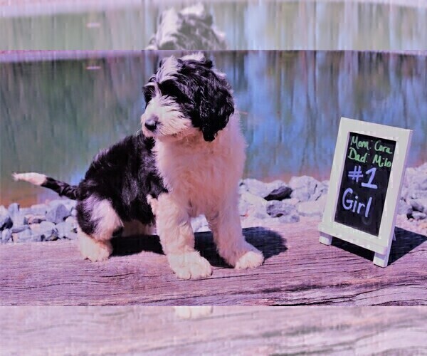Medium Photo #18 Sheepadoodle Puppy For Sale in STANLEY, VA, USA