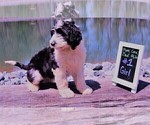 Small Photo #18 Sheepadoodle Puppy For Sale in STANLEY, VA, USA