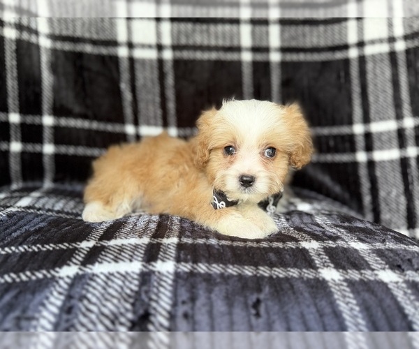 Medium Photo #4 Cavapoo Puppy For Sale in LAKELAND, FL, USA