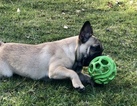Small Photo #10 French Bulldog Puppy For Sale in FEDERAL WAY, WA, USA
