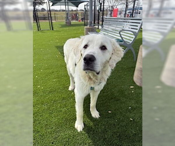 Medium Photo #3 Great Pyrenees Puppy For Sale in Spring, TX, USA