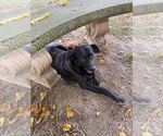 Small #3 Affenpinscher-Labrador Retriever Mix