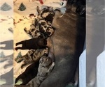 Small #3 French Bulldog