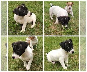 Jack Russell Terrier Puppy for sale in JASPER, FL, USA
