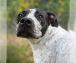 Small #3 German Shorthaired Pointer Mix