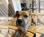 Small #5 Boxer Mix