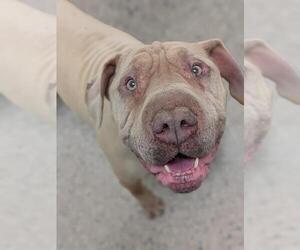 Chinese Shar-Pei-Unknown Mix Dogs for adoption in Brighton, CO, USA