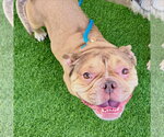 Small #1 Bulldog Mix
