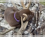 Puppy Purple Labrador Retriever