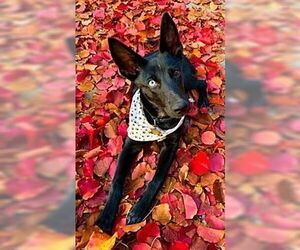 Autumn - Female Gerberian Shepsky Dog for Adoption - Photo #2