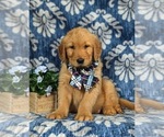 Small Photo #5 Golden Retriever Puppy For Sale in CHRISTIANA, PA, USA