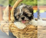 Small #3 Shih Tzu