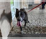 Small Labrador Retriever Mix
