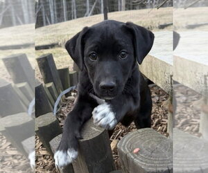 Labrador Retriever-Unknown Mix Dogs for adoption in Alexander, AR, USA