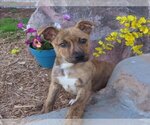 Small Photo #2 Labrador Retriever-Unknown Mix Puppy For Sale in Oklahoma City, OK, USA