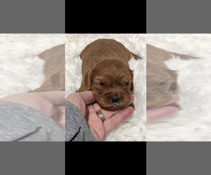 Cavalier King Charles Spaniel Puppy for sale in NILES, MI, USA