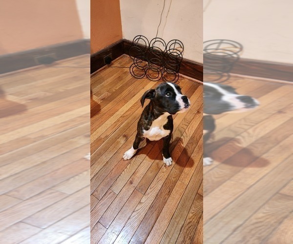 Medium Photo #3 Boxer Puppy For Sale in WEST ORANGE, NJ, USA