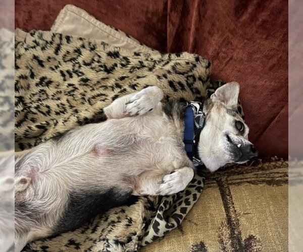 Medium Photo #5 Chihuahua Puppy For Sale in Plantation, FL, USA