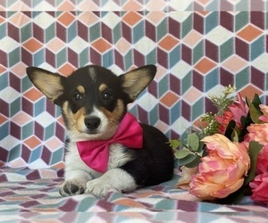 Pembroke Welsh Corgi Puppy for sale in LANCASTER, PA, USA