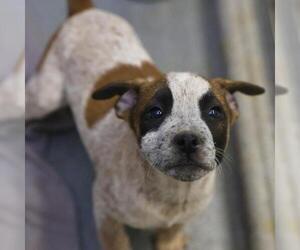 American Staffordshire Terrier-Unknown Mix Dogs for adoption in San Antonio, TX, USA