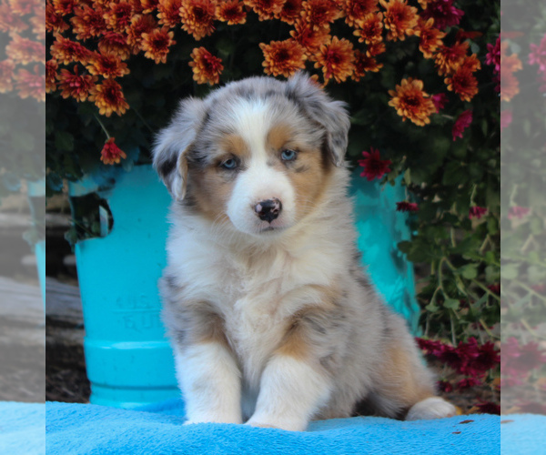 Medium Photo #1 Australian Shepherd Puppy For Sale in HOLTWOOD, PA, USA