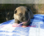 Small #5 German Shepherd Dog