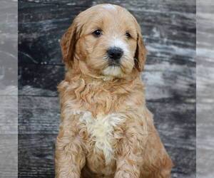 Goldendoodle-Poodle (Standard) Mix Puppy for sale in HONEY BROOK, PA, USA