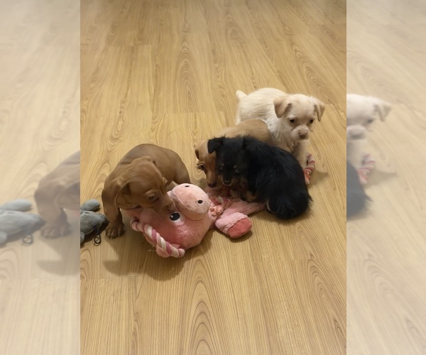 Medium Photo #6 Yorkiepoo mix (+ Poodle Toy) Puppy For Sale in RIPLEY, MS, USA