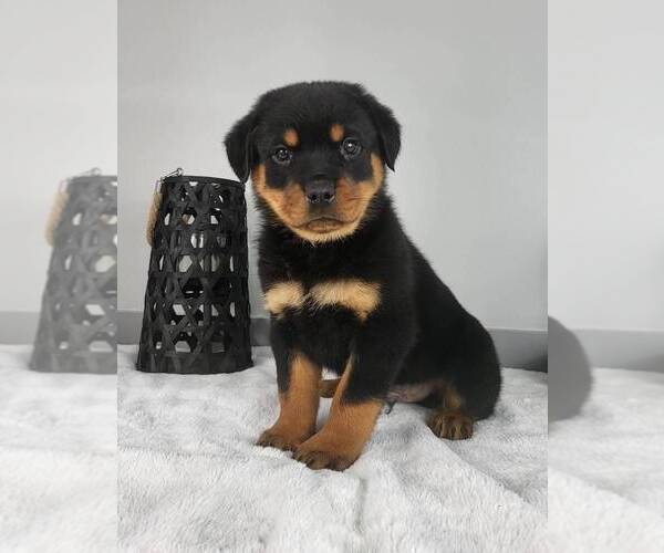 Medium Photo #4 Rottweiler Puppy For Sale in FRANKLIN, IN, USA
