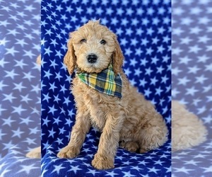 Goldendoodle Puppy for sale in CHRISTIANA, PA, USA