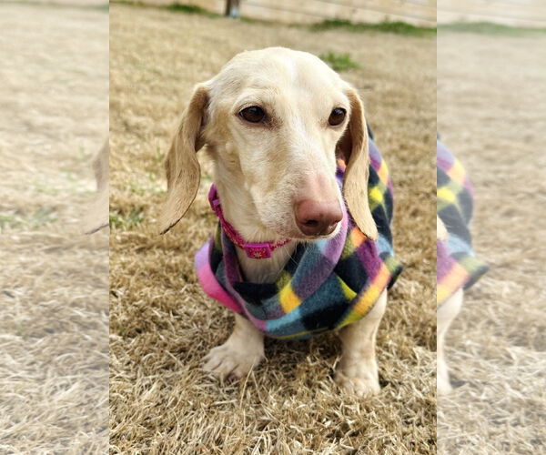 Medium Photo #1 Dachshund Puppy For Sale in Shelbyville, TN, USA