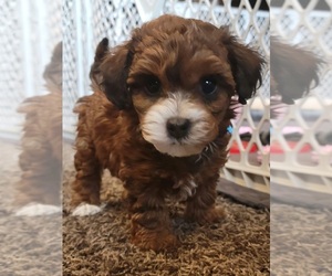 Shih Tzu-YorkiePoo Mix Puppy for sale in BLUFFDALE, UT, USA