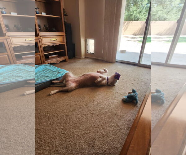 Medium Photo #7 Mutt Puppy For Sale in Peoria, AZ, USA