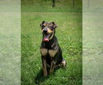Small #1 Mutt