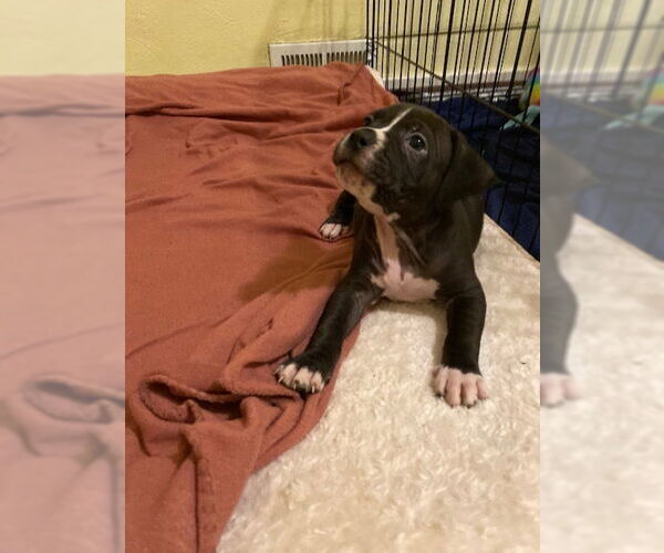 Medium Photo #2 American Staffordshire Terrier-Boxer Mix Puppy For Sale in Springdale, PA, USA