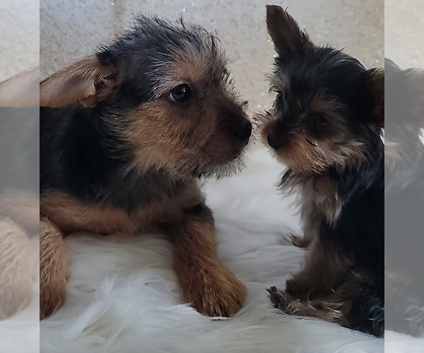 View Ad French BulldogYorkshire Terrier Mix Litter of Puppies for