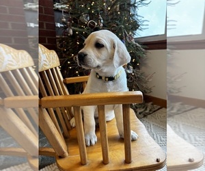 Labrador Retriever Puppy for sale in BRIDGEWATER, VA, USA