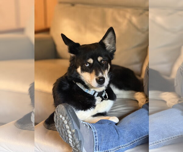 Medium Photo #3 Siberian Husky-Unknown Mix Puppy For Sale in Mouth Of Wilson, VA, USA