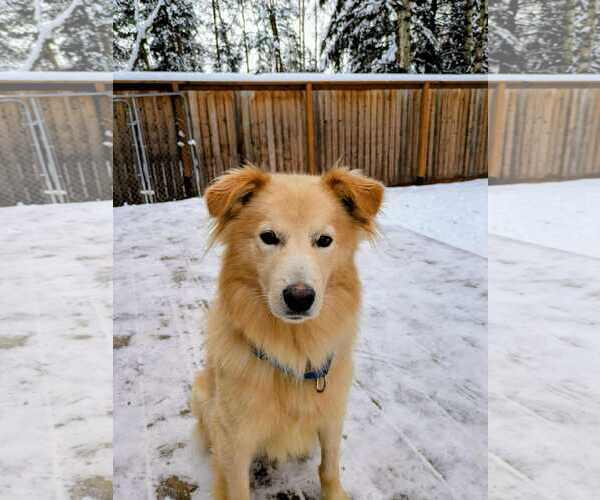 Medium Photo #1 Golden Retriever-Unknown Mix Puppy For Sale in Anchorage, AK, USA