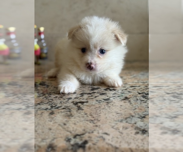 Medium Photo #1 Pomeranian Puppy For Sale in TAMPA, FL, USA