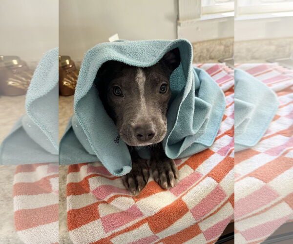 Medium Photo #2 American Pit Bull Terrier-Unknown Mix Puppy For Sale in Columbus, IN, USA