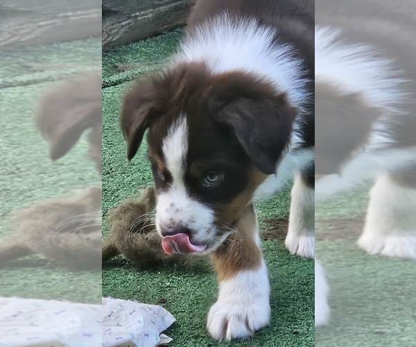 Medium Photo #7 Australian Shepherd Puppy For Sale in NELSON, VA, USA